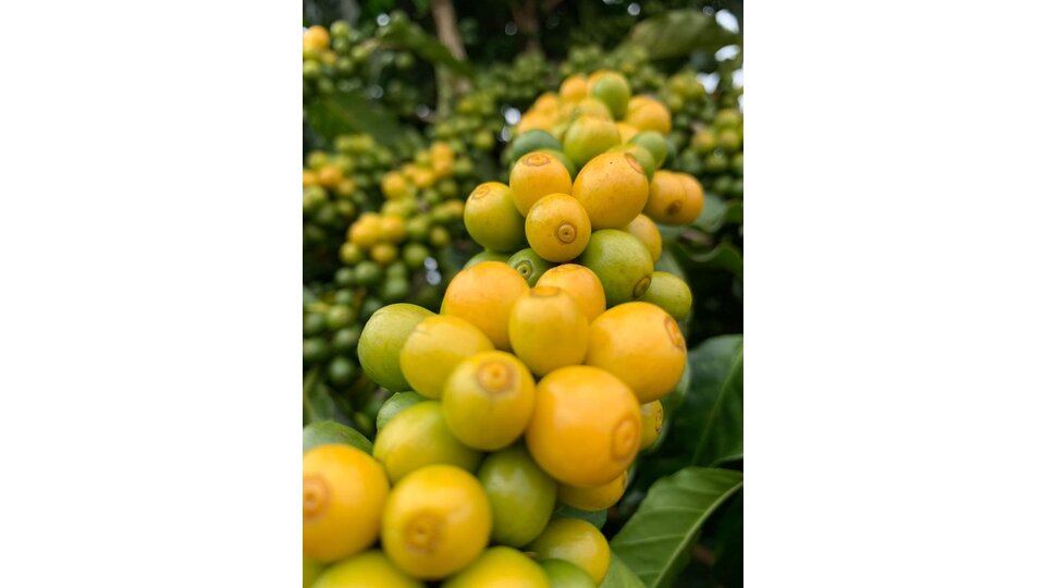 Zweig mit saftigen Yellow Icatu Früchten